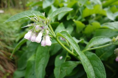 Serada yetiştirilen organik tıp için çiçek açan çiçek yapraklı ortak bitki ya da simfizyum ofis.