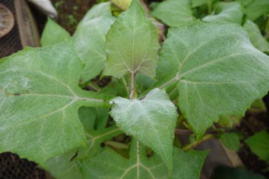 Gündüz vakti kırsal kesimde serada yetişen verimli topraklarda yetişen yemyeşil tıbbi bitki yapraklarından.