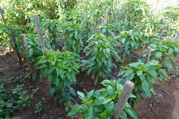 High angle of green pepper plants growing on horticulture field in sunny daylight with support of wooden logs on ground in countryside