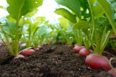 Turp tarlaları. verimli topraklarda hasat etmek için olgun turplar..