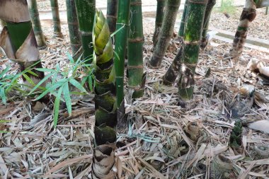 İçinde yeşil yapraklar olan bir avuç bambu bitkisi. Bambu bitkileri yerde bir sürü döküntüyle bir tarlada.