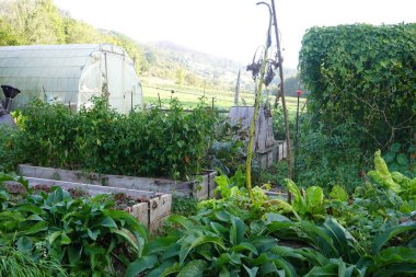 Serası ve küçük bir kulübesi olan bir bahçe. Bahçe bitki ve sebzelerle dolu. Sera beyaz ve yeşil bir çatısı var.