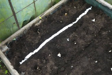 Çamurda beyaz bir çizgi olan bir bahçe yatağı. Beyaz çizgi, tohumların ekileceği yeri gösteriyor.