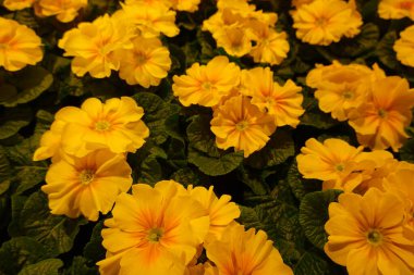 Yeşil yapraklı bir demet sarı çiçek. Çiçekler bir vazoda ve hepsi aynı yöne bakacak şekilde sıralanmış.