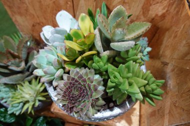 A vase of assorted plants, including succulents and cacti, sits on a wooden shelf clipart