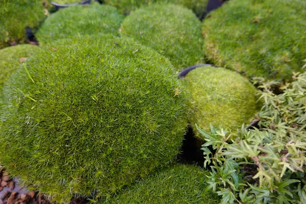 A bunch of green moss balls are in a container. The moss balls are all different sizes and are arranged in a way that they are all touching each other