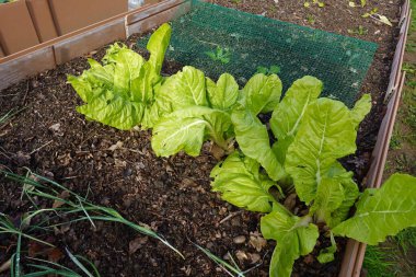 Taze, sınırlı yeşil ıspanak yapraklarının yukarısından, gün ışığında tarımsal alanda ıslak topraklarda örgü yakınında büyüyen ıspanak.