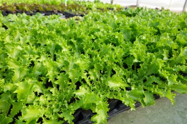 Taze sebze bitkisinin yüksek açısı tarım mevsiminde parlak güneş ışığı altında ekilmiş.