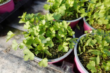 Yeşillik taze marul bitkilerinin yüksek açısı güneş ışığı altında, kırsal kesimdeki serada organik olarak yetişiyor.
