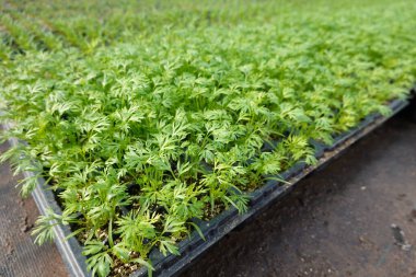 Kırsal alanda sebze bahçesinde filizlenen taze taze havuç yaprakları.