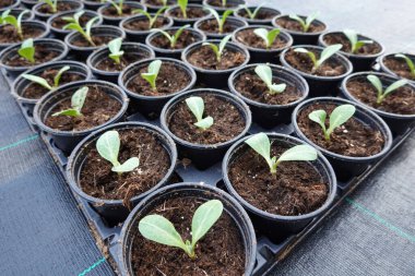 Bahçede filizlenen taze sebze fidanlarının kırsal kesimdeki ekme dönemi boyunca üst görüntüsü