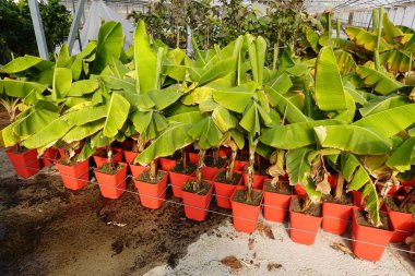 Sarı yapraklı muz bitkileri, parlak güneş ışığı altında, meyve ağaçlarının bebek odasındaki kırmızı kaplarda yetişir.