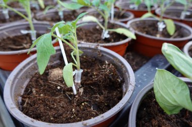 Kafası gün ışığında bulanık arka plana bağlı borularla sera tepsisine yerleştirilmiş vaziyette saksılarda yetişen çeşitli yeşil bitkilerin tepsisinden.