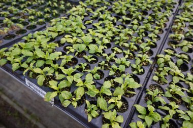 Yukarıdan filizlenen tohumdan, seradaki plastik tepside toprakta bulunan küçük yeşil bitkiye