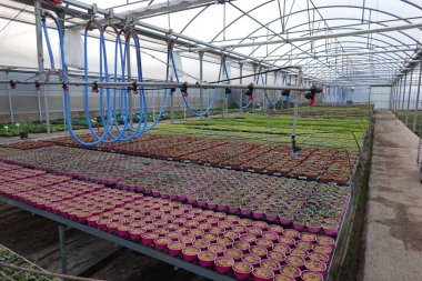 Toprakla doldurulmuş çömlek sayısı ve su tesisleri ile standlara yerleştirilirken serada ve kreşte çeşitli aşamalarda büyüyen bitkiler korunma ile ilgilenir.