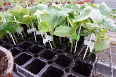 Tepsi toprağında yetişen yeşil yapraklı fidelerin yüksek açısı. Gün ışığında ve serada saplarına plastik çubuklar bağlanmış.