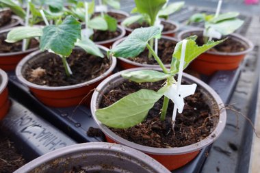 Yeşil yapraklı salatalık fidanlarının tepsilerinden saksılarda yetişen plastik sopalarla sera tepsisine konan toprak.