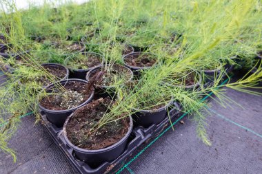 Yeşil kuşkonmaz bitkilerinden, saksılarda büyüyen topraktan plastik tepside ve sera zemininde demir tezgahlarda yetişen