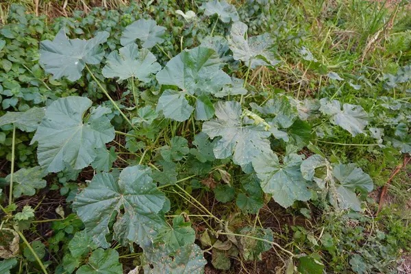 Yeşil Mallow 'un kırsal alandaki çimen tarlalarında yaprakların büyümesi