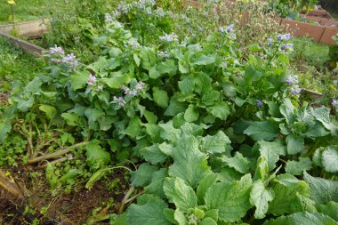 Mor çiçekleri de içeren çeşitli bitkilerin olduğu bir bahçe. Bahçe bakımlı ve huzurlu, doğal bir atmosferi var.