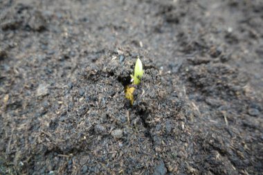 Toprakta küçük bir bitki büyüyor.