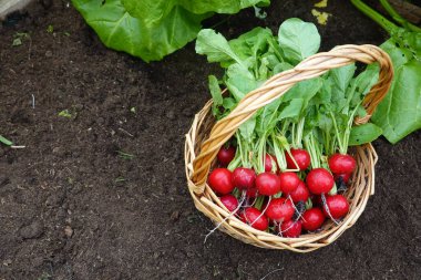 Hasır sepet ve sebze bahçesinden taze toplanmış turplar. parlak kırmızı olgun turplar