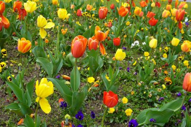 Şehir meydanında laleler ve hanım evlatlarının karışımı. Birçok rengin lalesi