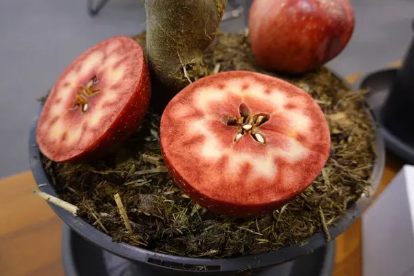A close up of a red apple with a bite taken out of it. The apple is surrounded by dirt and he is in a planter