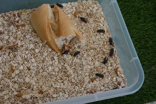stock image mealworm farm transformed into a beetle. tenebrio worm killed and transformed into a pupa.