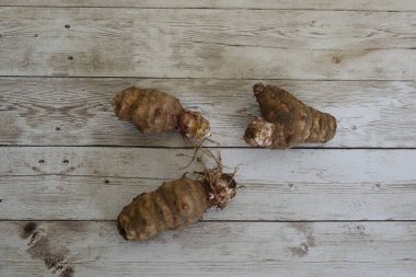 Kudüs Enginar ekimi ya da ekimi için Sunchoke veya Helianthus tüberosus kökleri