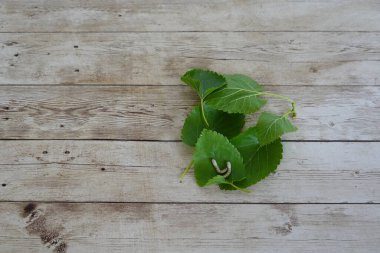silkworms on mulberry leaves feeding on wood background clipart