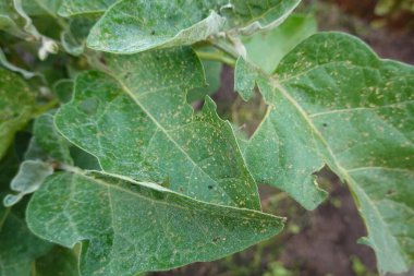 Üzerinde delikler olan bir yaprak ve birkaç leke.