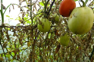 Sarmaşıktaki domateslerden bazıları çürümüş. Domatesler iyi durumda olmadığı için sahne biraz üzücü.