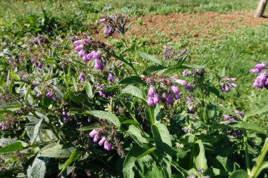 Bir tarlada bir demet mor çiçek büyüyor.
