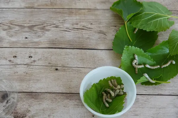 stock image many silkworms to care for at home with mulberry leaves sericulture