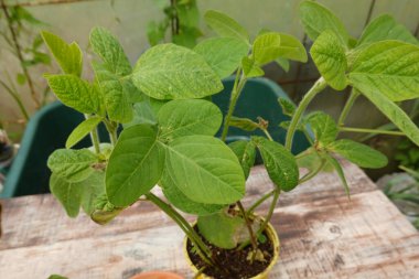 Soya fasulyesi saksısı, ekmek için soya fasulyesi yaprakları. edamame ve soya fasulyesi ekimi