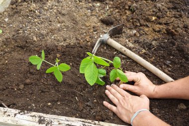 Kentsel çiftçilikteki soya fasulyesi bitkileri, edamame bitkileri ektikten sonra çiftçi toprağını dolduruyor.