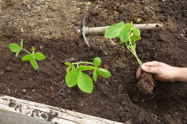 Çiftçi sebze bahçesi, edamame ve soya fasulyesi ekimi için soya fasulyesi yetiştiriyor.