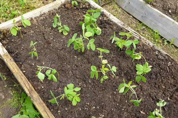 stock image edamame cultivation growing on raised wooden bed in the vegetable garden with fertile soil