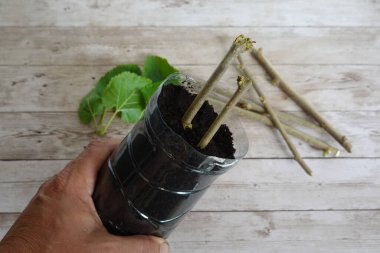 Adam şişeyi substrat ve dut dallarıyla kesiyor. Köklü dut ağacı dalları