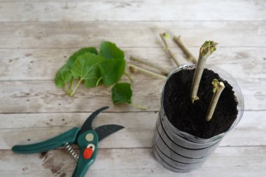 Dut dalları şişelerin içine kök salmak için konmuş. dut ağacı kesimleri