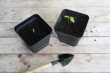 Tohumdan tohuma muhallebi elması yetiştirmek, evde kremalı elmanın nasıl filizleneceği. Tencerelerde genç Cherimoya bitkisi