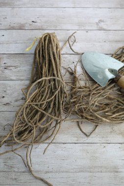 Kuşkonmaz pençelerinin çıplak kökleri ekime hazır. yeşil kuşkonmaz ekimi