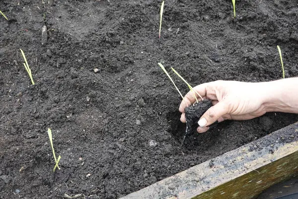 stock image man transplanting corn in the vegetable garden. corn cultivation in a raised wooden bed.