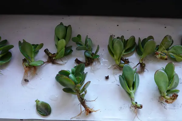 stock image A bunch of small green plants with roots sticking out of them. The plants are all different sizes and are arranged in a row