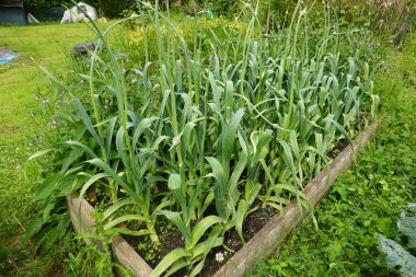 Sebze bahçesinde büyüyen sarımsak yatağı. Çiçek saplı sarımsak bitkisi hasat etmek için.
