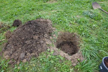 Bahçede bir ağaç ya da çalı dikmek için bir çukur, gübrelenmiş toprak