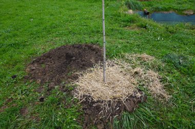 Gölün kıyısındaki bahçeye samanla samanlanmış dut ağacı diktim.