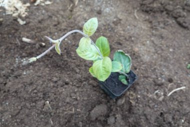 Sebze bahçesine ekmek için saksı peyniri. Paederia Lanuginosa bahçede