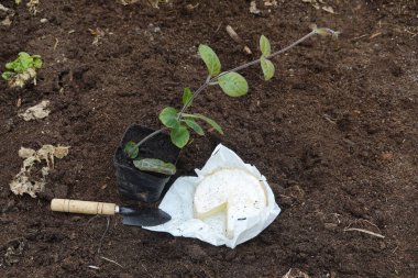 Paederia Lanuginosa 'yı sebze bahçesine nasıl ekeriz? Sebze bahçesinde yeşil yapraklar